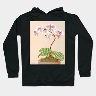 Phalaenopsis schilleriana - botanical illustration Hoodie